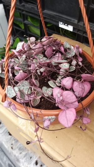 String Of Hearts Variegated in 16cm Hanging Basket