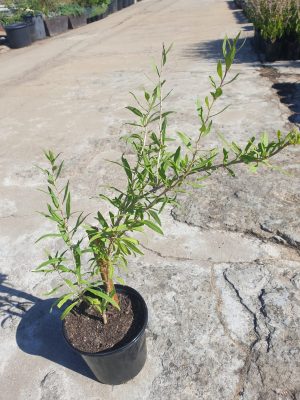 Goji Berry 15cm Pot
