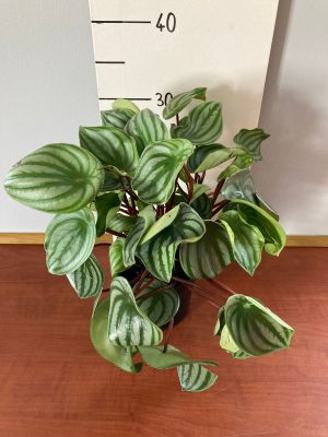 Peperomia Watermelon 14cm Pot