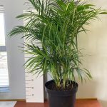 Areca Palm 35cm Pot (Bamboo Palm)