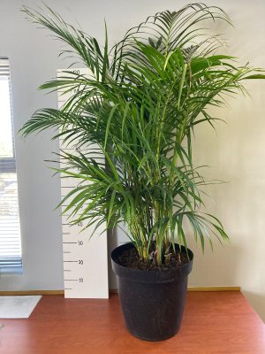 Areca Palm 35cm Pot (Bamboo Palm)
