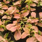 Syngonium Neon 14cm Pot