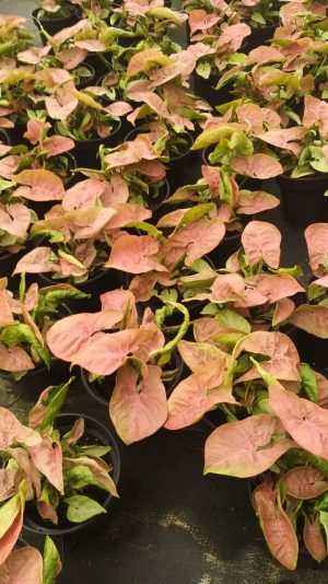 Syngonium Neon 14cm Pot