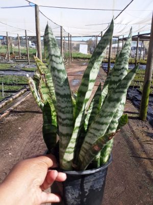Sansevieria Trifasciata 17cm Pot