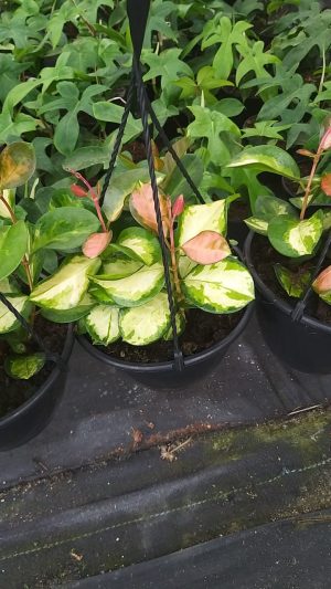 Hoya Australis Tricolour 21cm H/B