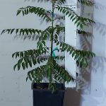 Curry Leaf Tree 7lt Pot