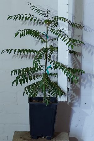 Curry Leaf Tree 7lt Pot