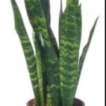 Sansevieria Trifasciata 17cm Pot
