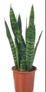 Sansevieria Trifasciata 17cm Pot