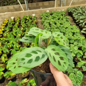 Prayer Plant 'Kerchoveana' 14cm Pot