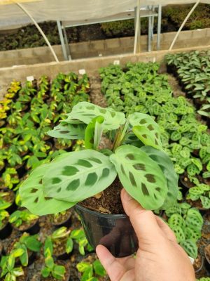 Prayer Plant 'Kerchoveana' 14cm Pot