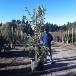 WhatsApp-Image-2022-05-26-at-4.51.58-PM.jpeg PomPom Tree 70lt