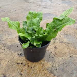Crocodile Fern 14cm Pot