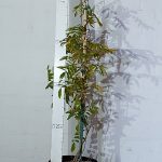 Wisteria Sinensis Blue 20lt