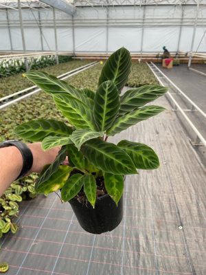 Calathea Warscewiczii 14cm Pot