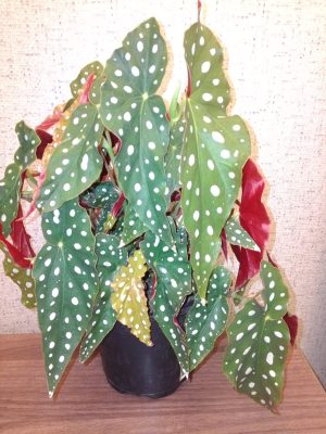 Begonia Polka Dots 16.5cm Pot
