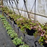 Tradescantia Tricolour 21cm H/B