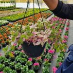 Tradescantia Tricolour 21cm H/B