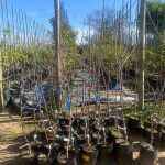 Lapins Cherry Tree 10lt