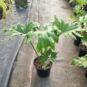 Philodendron Selloum 19cm Pot