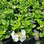 Hydrangea Runaway Bride PBR 26cm Pot