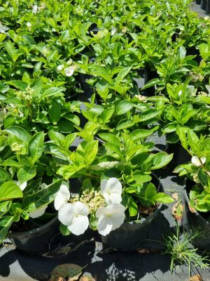 Hydrangea Runaway Bride PBR 26cm Pot