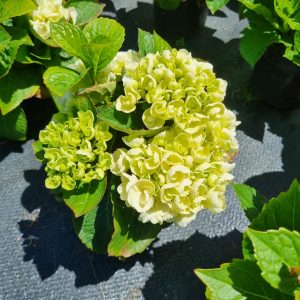 WhatsApp-Image-2022-10-27-at-12.13.34-1.jpeg Hydrangea Ice Girl 14cm Pot
