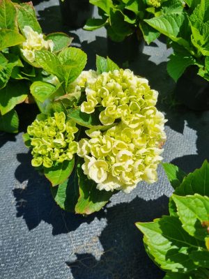Hydrangea Ice Girl 14cm Pot
