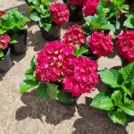 Hydrangea Hot Red 14cm Pot