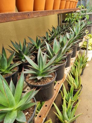 Agave Shaka Zulu 17cm Pot