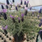 WhatsApp-Image-2022-11-04-at-08.28.42.jpeg Lavender Stoechas "Hollandia" 15cm Pot