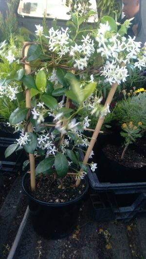 Star Jasmine 15cm Pot On Trellis