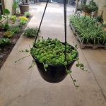 String of Watermelons 20cm Hanging Basket