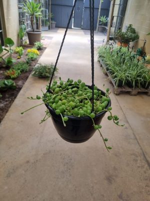 String of Watermelons 20cm Hanging Basket