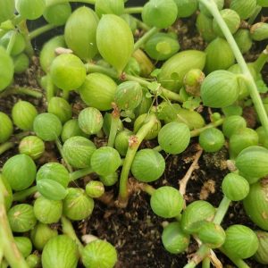 String of Watermelons 20cm Hanging Basket