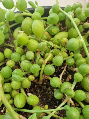 String of Watermelons 20cm Hanging Basket