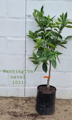 Washington Naval Orange Tree 10lt