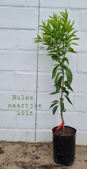Nules Naartjie Tree 10lt