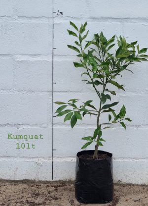 Kumquat Tree 10lt
