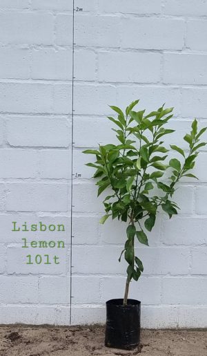 Lisbon Lemon Tree 10lt