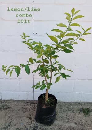 Lisbon Lemon + Bears Lime 10lt Combo Tree