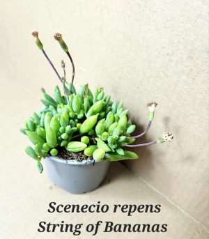String of Bananas 9cm Pot
