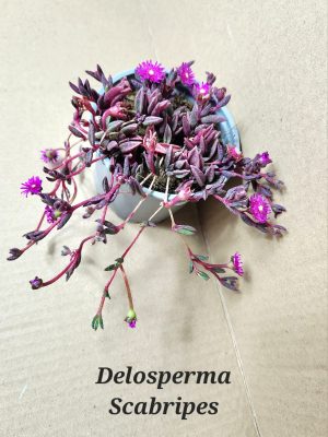 Delosperma Scabripes 9cm Pot