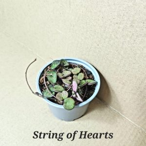 String of Hearts 9cm Pot