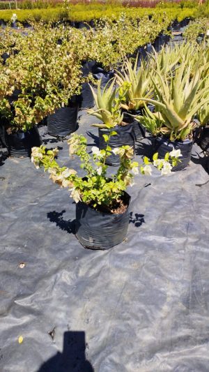 WhatsApp-Image-2023-02-23-at-11.51.18.jpeg Bougainvillea Jennifer Fernie 10lt