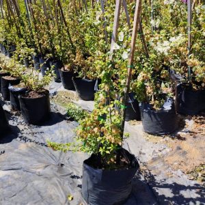 WhatsApp-Image-2023-02-23-at-11.53.44.jpeg Bougainvillea Jennifer Fernie 20lt