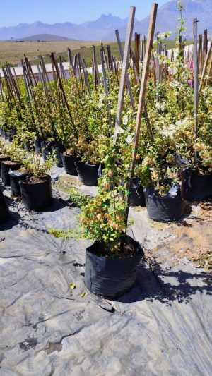 WhatsApp-Image-2023-02-23-at-11.53.44.jpeg Bougainvillea Jennifer Fernie 20lt