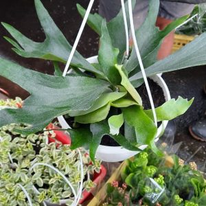 Staghorn Fern 20cm Hanging Basket
