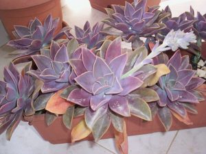 Graptoveria Fred Ives 4lt