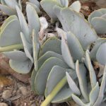 Cotyledon Orbiculata Grey 4lt
